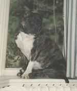 Little Brindle Bess Of Bethane