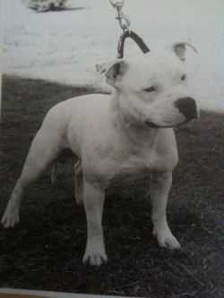 Derlyns Polar Prince