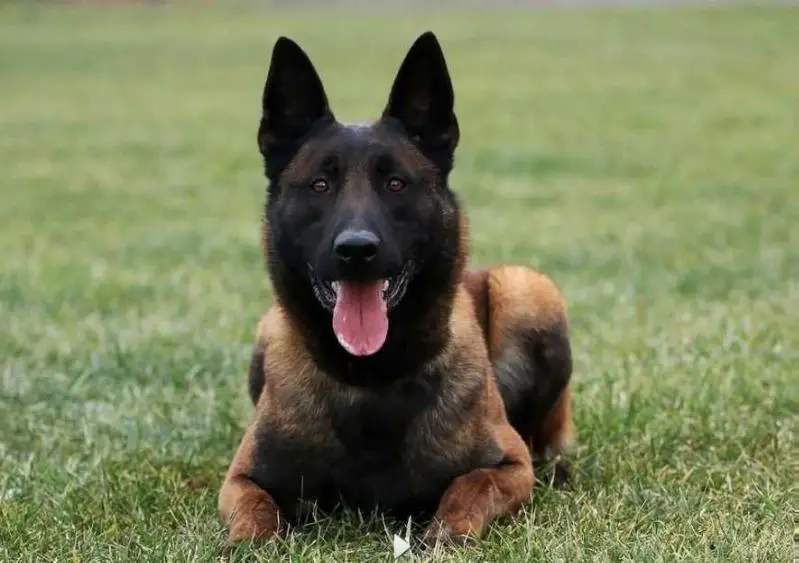 malinois champion