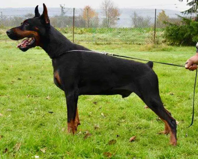 del nasi doberman