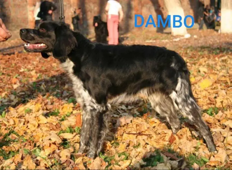 DAMBO (2010)