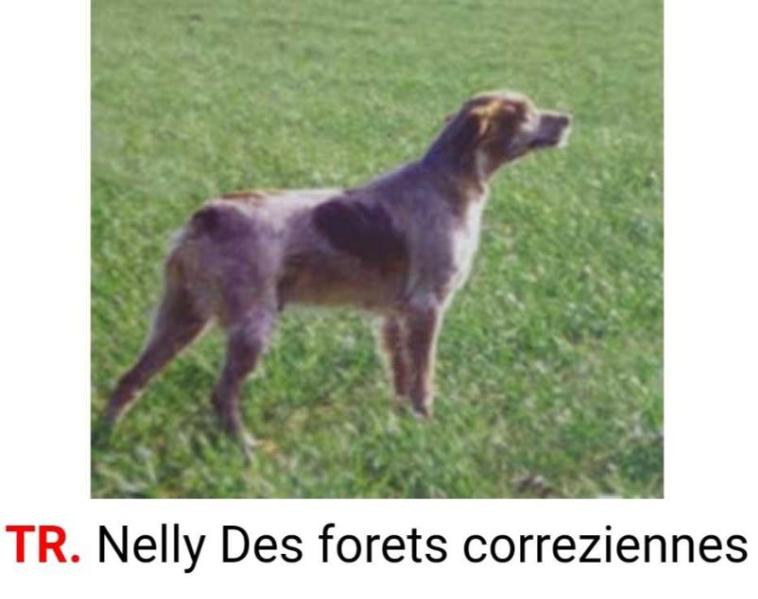 NELLY des Forets Correziennes