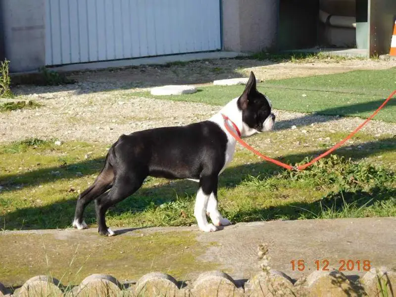 Ode a L'Amour de L'Esprit du Chien