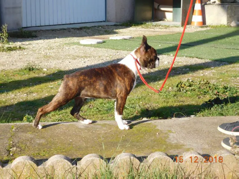 On fait le Show de L'Esprit du Chien