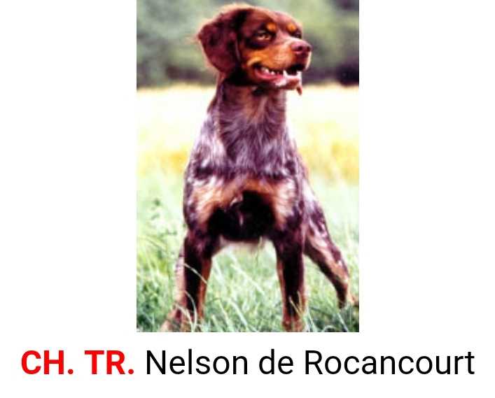 NELSON de Rocancourt