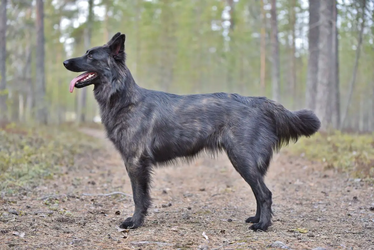 Azuricoyotes Sweet Skooma