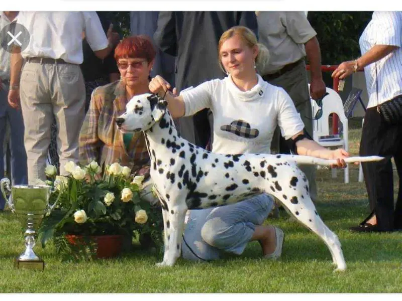 Spotty Diamant Champagne Jazmin II