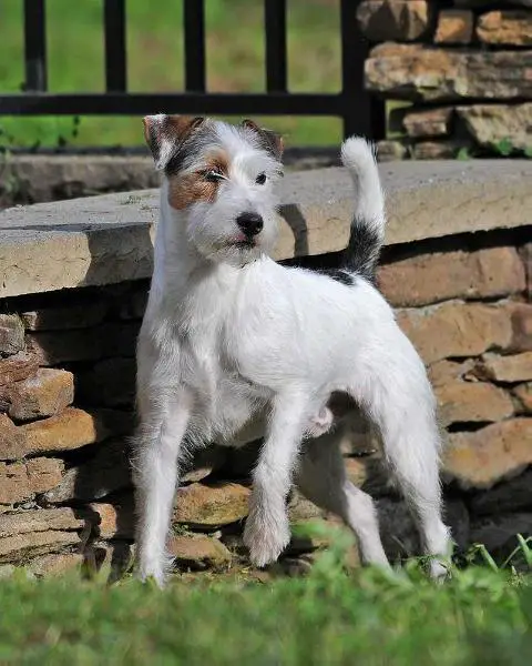 foxwarren parson russell terriers