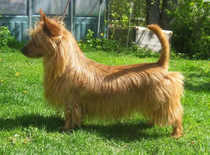 Nellyson's Abrakadabra