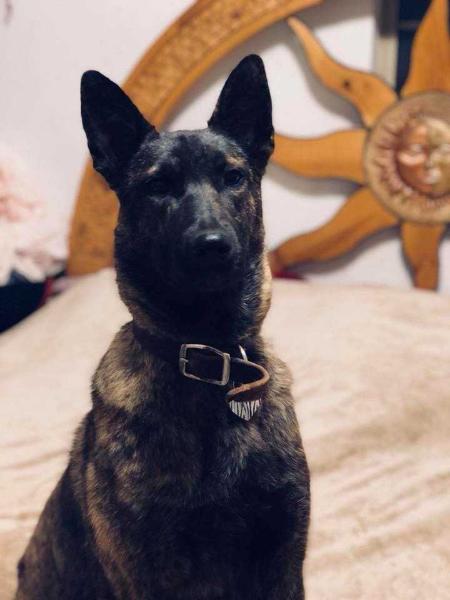 Van Cunning K9's Cardi B