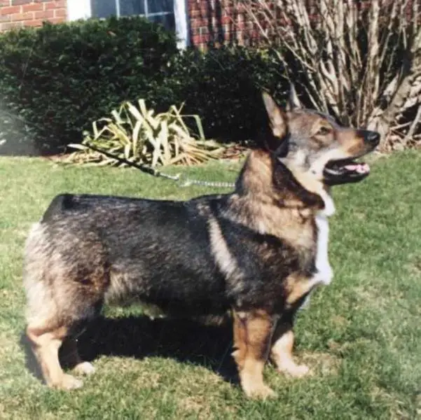 Aros Brave Brewster
