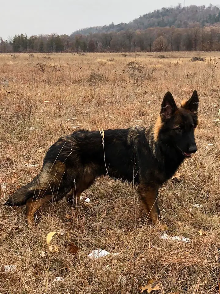 Ukc german shepherd puppies shop for sale