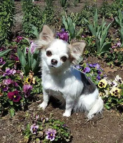 Faerie Garden's Lovely Lily