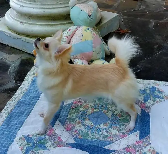 Faerie Garden's Calendar Girl
