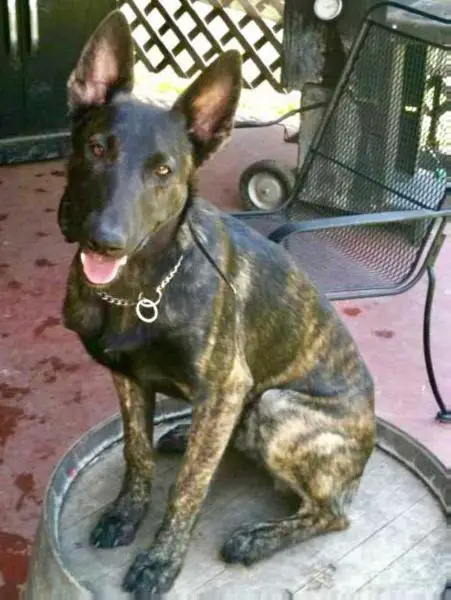 Sarge