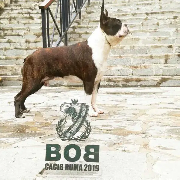 DESERT ROSE KUNINGAS VON KISKO