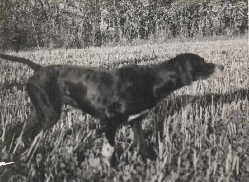 LUCKY ( ARKRIGHT KENNEL 1946)