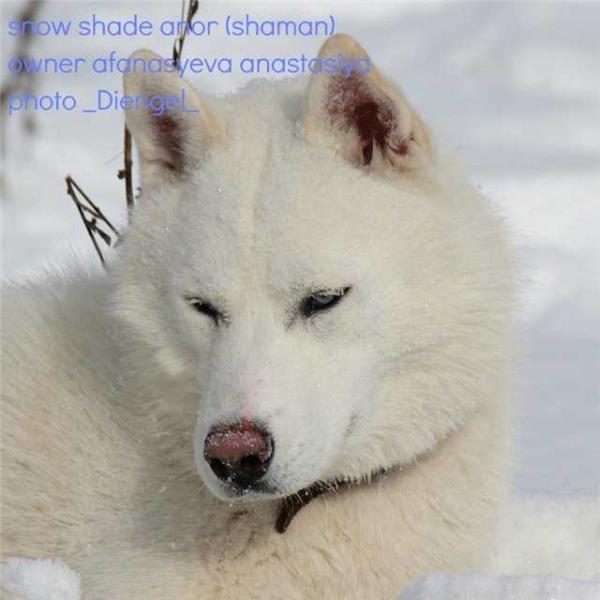 SNOW SHADE ANOR