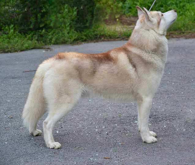 HUSKY HAVEN YASHMA