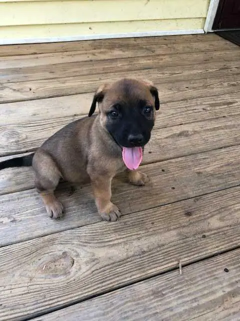 Shenandoah Kona
