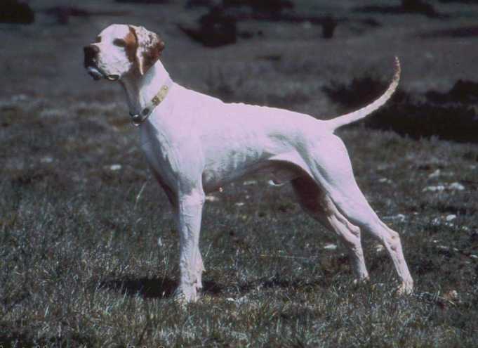 Elu des Pises