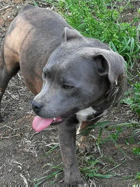 KOSIMA BLUE OF CANTERBURY