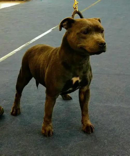 TINA BLUE OF CANTERBURY