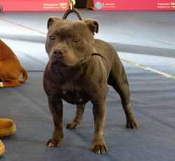 WILD LADY BLUE OF CANTERBURY
