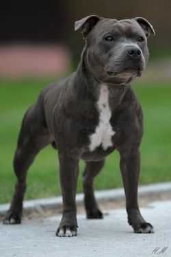 NORIS BLUE FELICITY CHEER