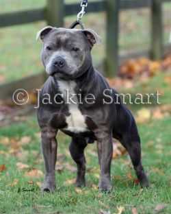 valglo staffordshire bull terrier