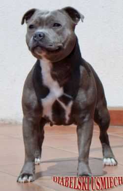 HALLO BABY BLUE DIABELSKI USMIECH