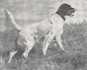 Tony O Llewellin Setter 1937