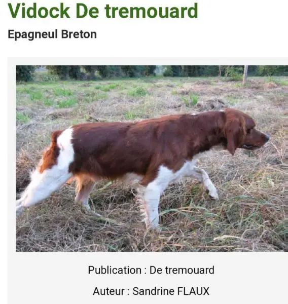VIDOCK de Tremouard