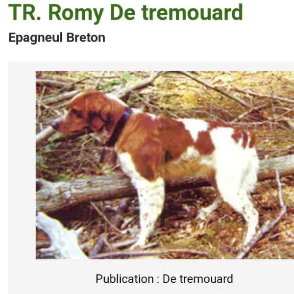 ROMY de Tremouard
