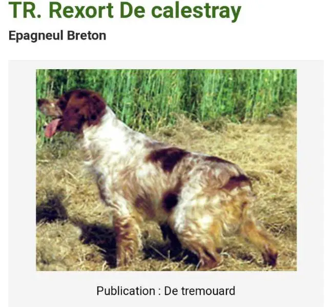 REXORT de Calestray