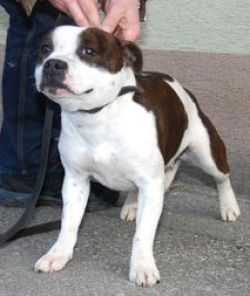 RONJA WHITE EAGLE OF CANTERBURY