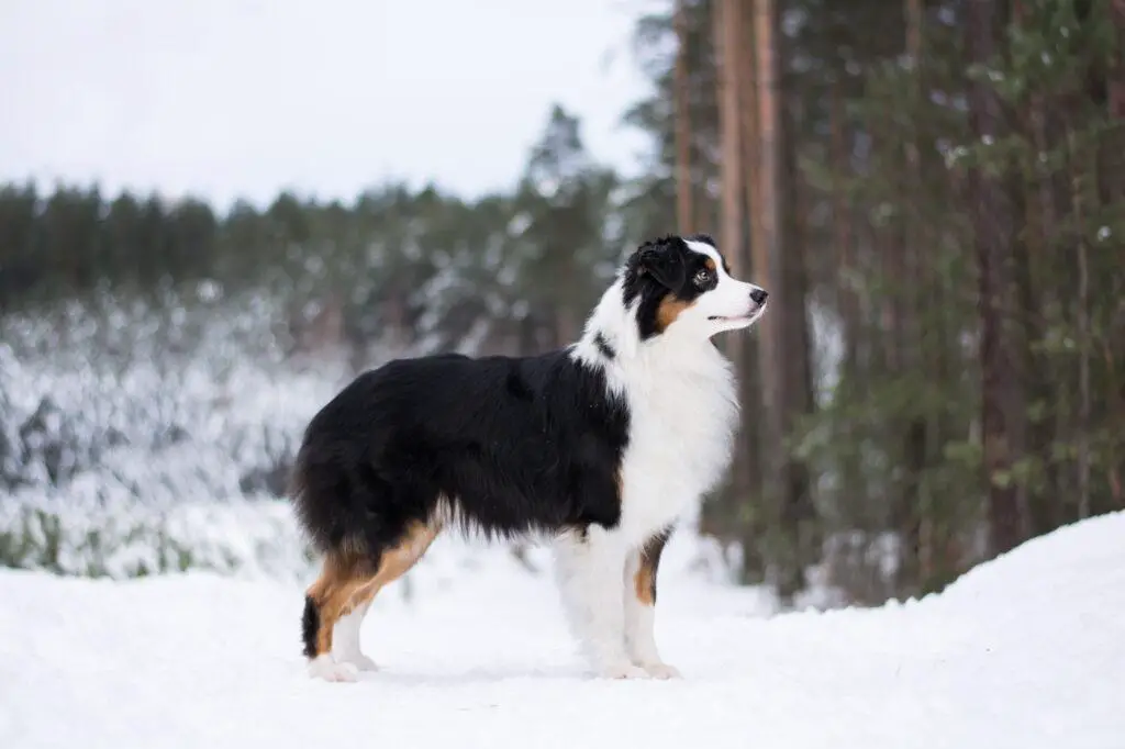 Border Collie pedigree database