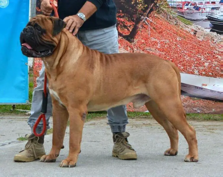 forum bullmastiff