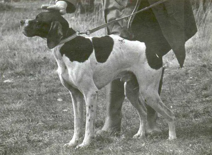 P LITZ (Edo dell’Azor – Brigitt)