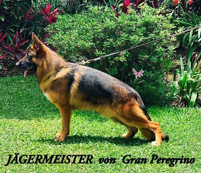 Jagermeister shop german shepherds