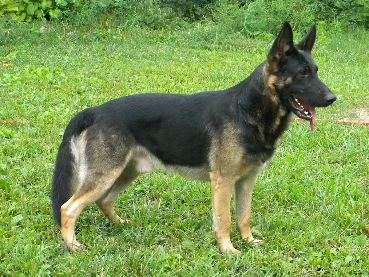 german shepherd fromm