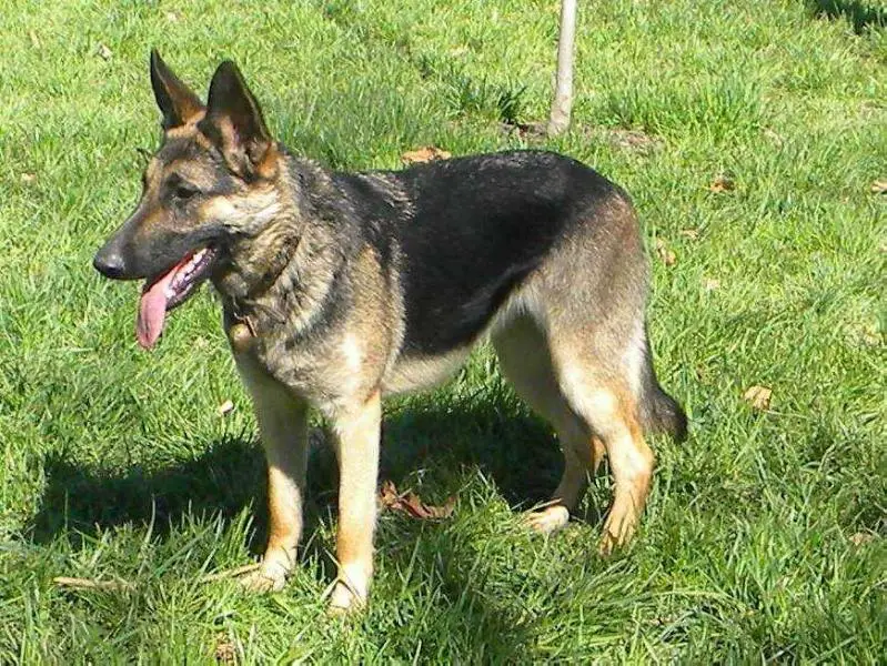 german shepherd fromm
