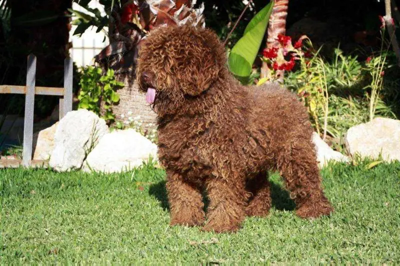 Wanda del Rabadan