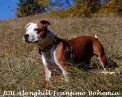 Alonghill Fransimo Bohemia