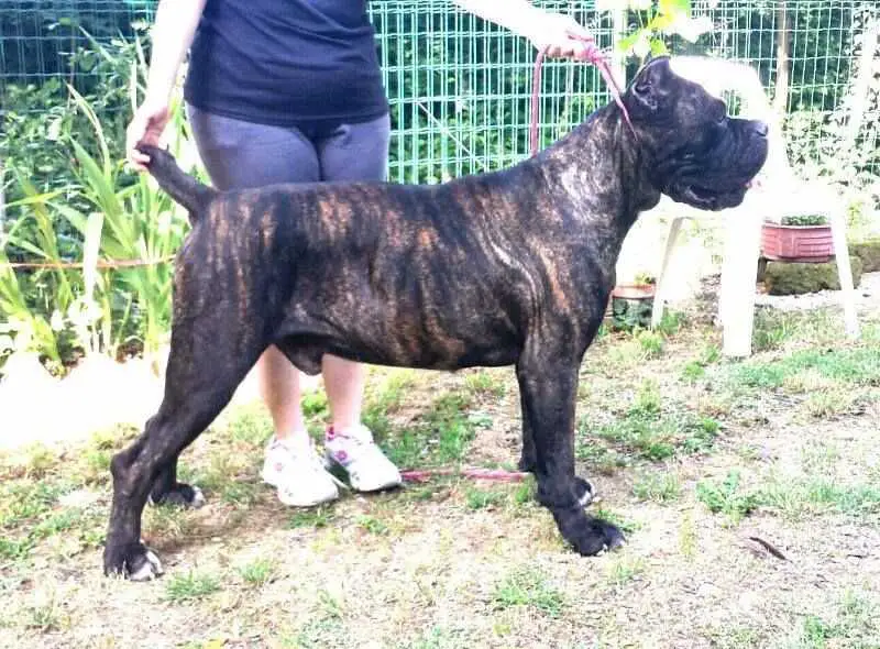 Cane Corso