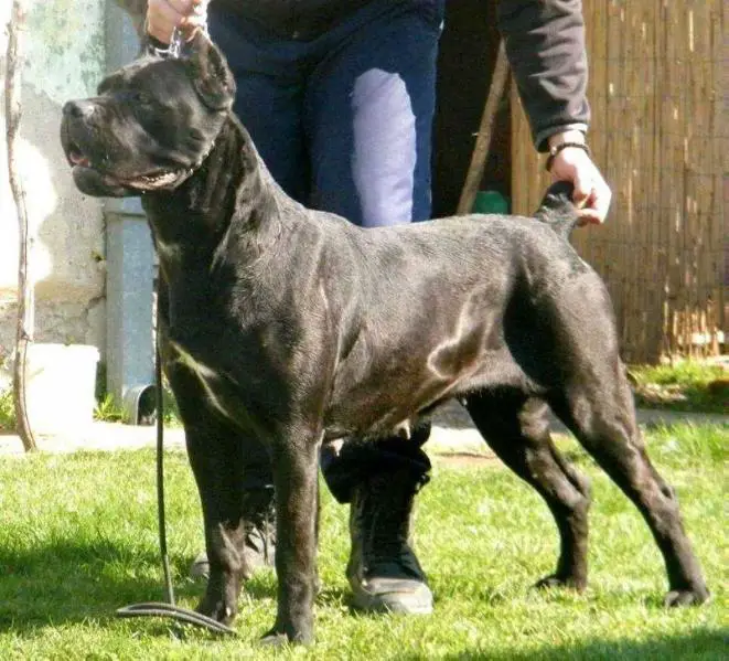 Cane Corso