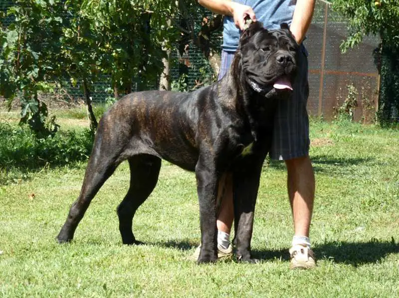 Cane Corso