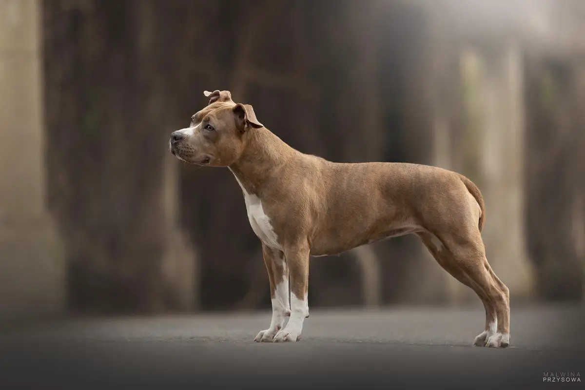 SHINING SAPPHIRE Ze Stajni Lasko