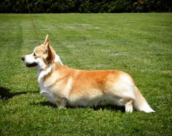 Euro corgi show best sale 2019