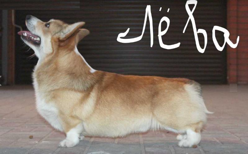 Corgi puppies best sale for sale olx